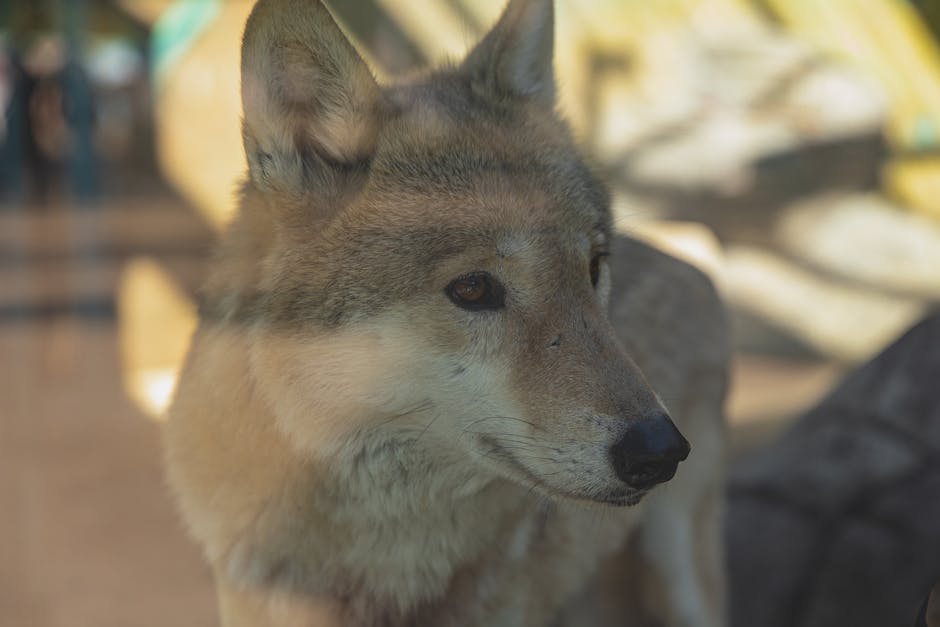 Wildlife Conservation Through Archery